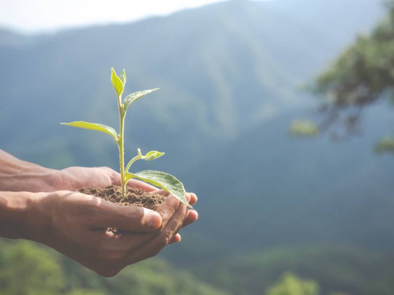 Environmental conservation in the garden for children