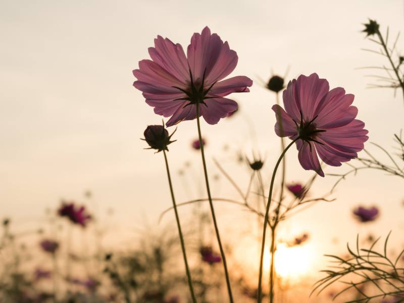 Silhouette pink cosmos flowers in garden